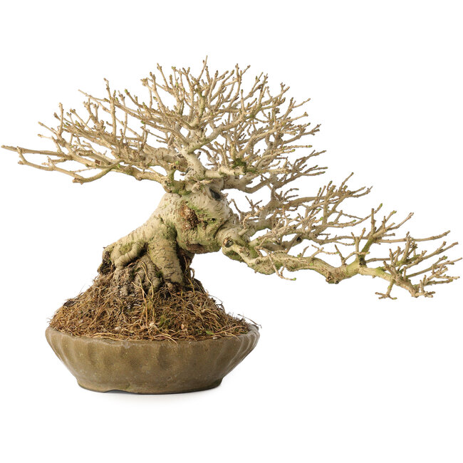 Ligustrum, 18 cm, ± 25 years old, with a nebari of 8 cm