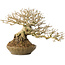 Ligustrum, 18 cm, ± 25 anni, con un nebari di 8 cm