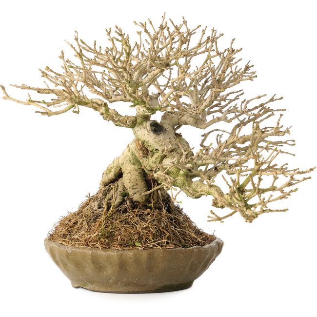 Ligustrum, 18 cm, ± 25 anni, con un nebari di 8 cm