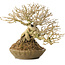 Ligustrum, 18 cm, ± 25 jaar oud, met een nebari van 8 cm