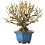 Forsythia japonica, 19 cm, ± 25 jaar oud, met een nebari van 8 cm