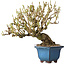 Forsythia japonica, 19 cm, ± 25 jaar oud, met een nebari van 8 cm