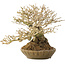 Ligustrum, 18 cm, ± 25 years old, with a nebari of 8 cm