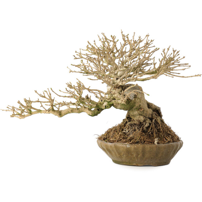 Ligustrum, 18 cm, ± 25 jaar oud, met een nebari van 8 cm
