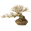 Ligustrum, 18 cm, ± 25 jaar oud, met een nebari van 8 cm