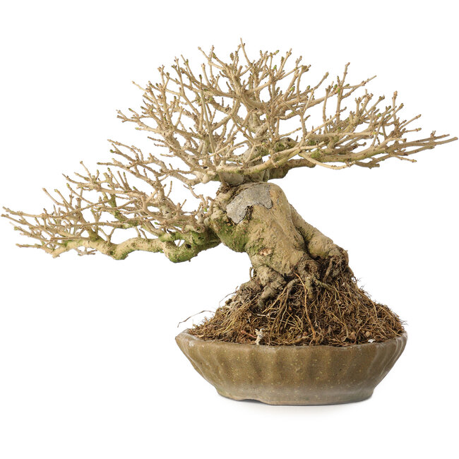 Ligustrum, 18 cm, ± 25 jaar oud, met een nebari van 8 cm