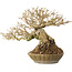 Ligustrum, 18 cm, ± 25 years old, with a nebari of 8 cm