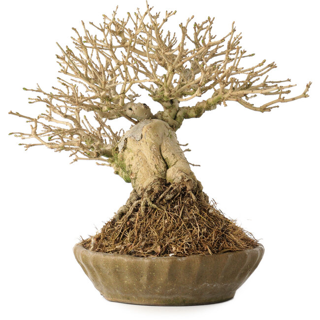 Ligustrum, 18 cm, ± 25 years old, with a nebari of 8 cm