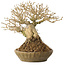 Ligustrum, 18 cm, ± 25 jaar oud, met een nebari van 8 cm