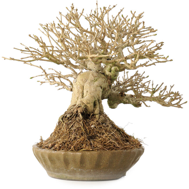 Ligustrum, 18 cm, ± 25 ans, avec un nebari de 8 cm