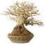 Ligustrum, 18 cm, ± 25 years old, with a nebari of 8 cm