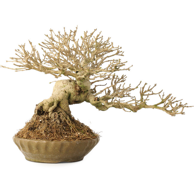 Ligustrum, 18 cm, ± 25 anni, con un nebari di 8 cm