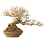 Ligustrum, 18 cm, ± 25 jaar oud, met een nebari van 8 cm