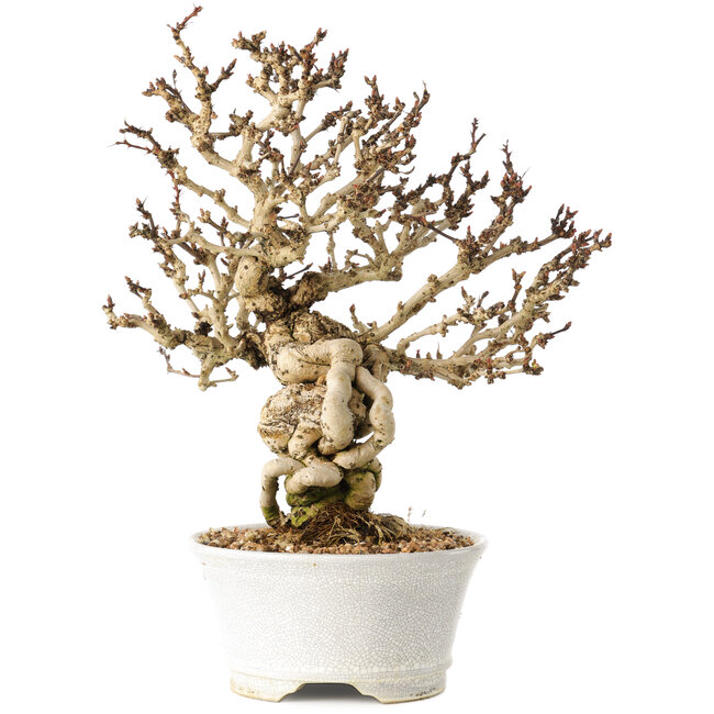Berberis thunbergii, 26 cm, ± 20 anni