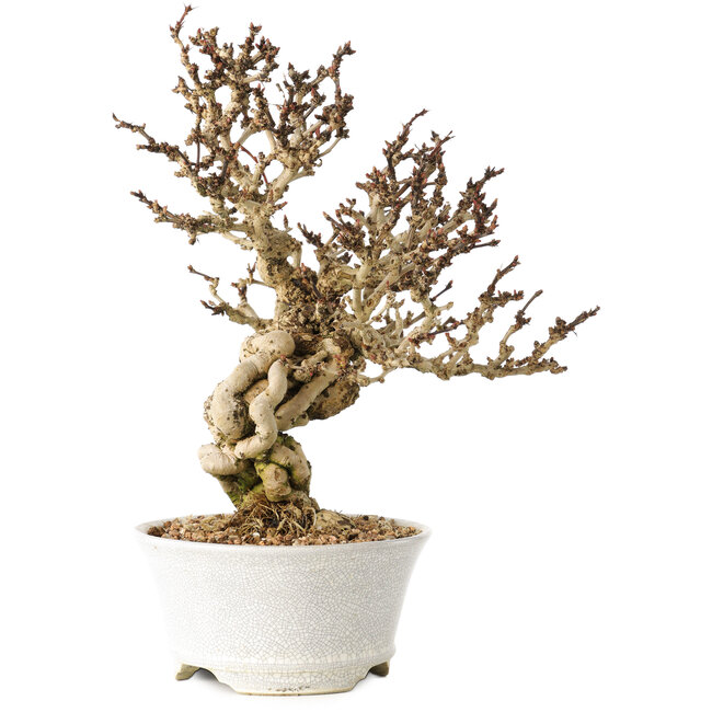 Berberis thunbergii, 26 cm, ± 20 ans