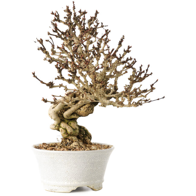 Berberis thunbergii, 26 cm, ± 20 jaar oud