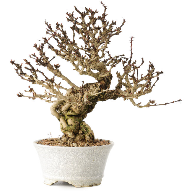 Berberis thunbergii, 26 cm, ± 20 Jahre alt