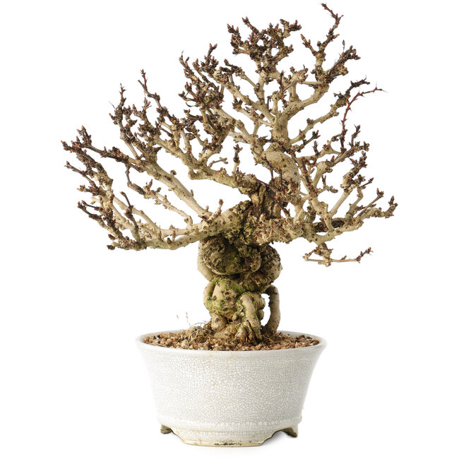 Berberis thunbergii, 26 cm, ± 20 Jahre alt