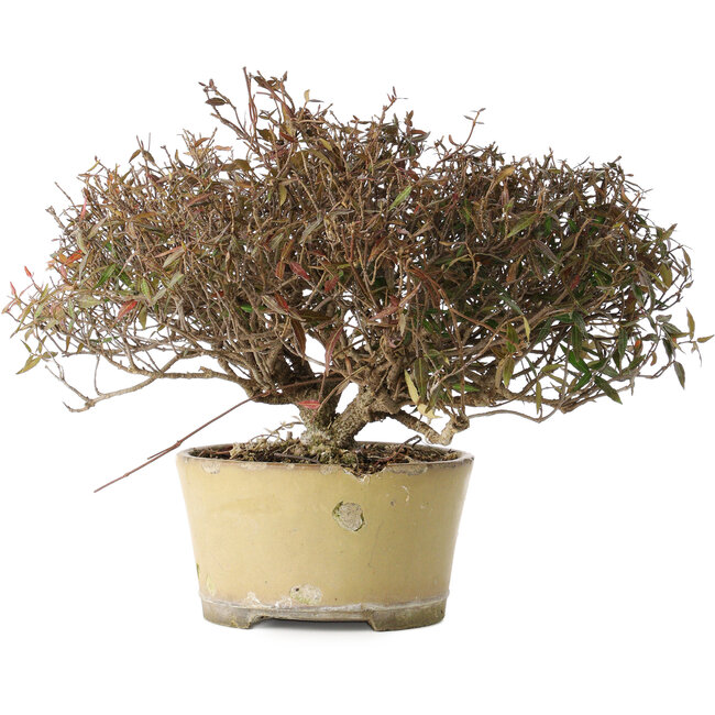 Trachelospermum asiaticum, 21 cm, ± 40 jaar oud, met een nebari van 6,5 cm