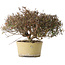 Trachelospermum asiaticum, 21 cm, ± 40 jaar oud, met een nebari van 6,5 cm