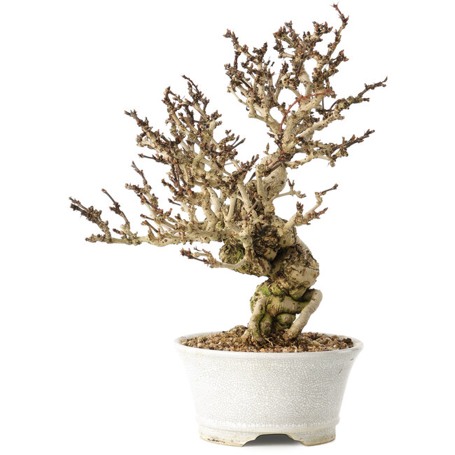 Berberis thunbergii, 26 cm, ± 20 Jahre alt