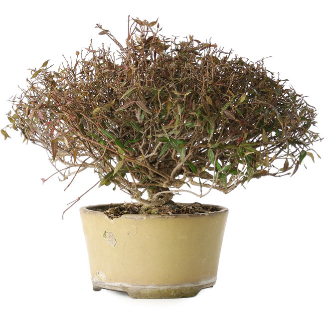 Trachelospermum asiaticum, 21 cm, ± 40 ans, avec un nebari de 6,5 cm