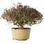Trachelospermum asiaticum, 21 cm, ± 40 jaar oud, met een nebari van 6,5 cm