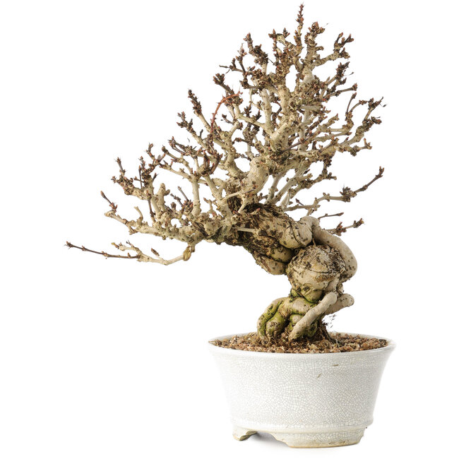 Berberis thunbergii, 26 cm, ± 20 ans