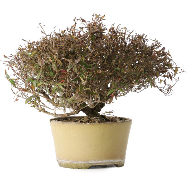 Trachelospermum asiaticum, 21 cm, ± 40 jaar oud, met een nebari van 6,5 cm