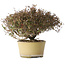 Trachelospermum asiaticum, 21 cm, ± 40 jaar oud, met een nebari van 6,5 cm