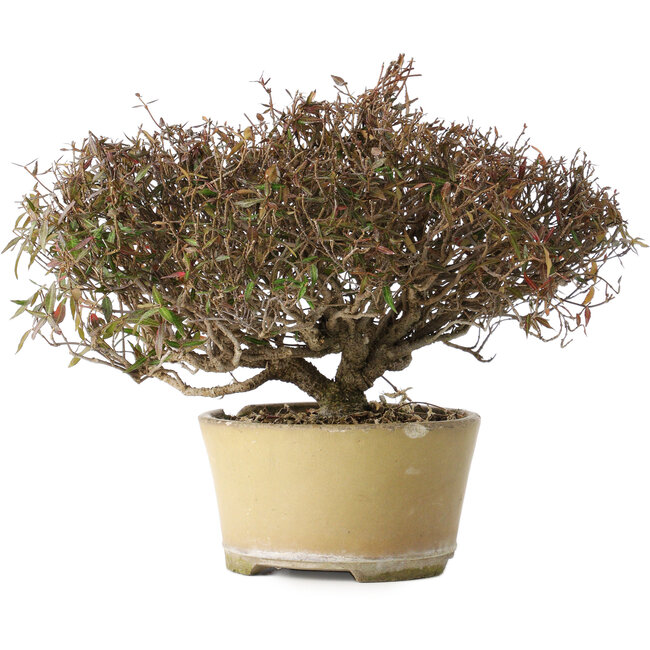 Trachelospermum asiaticum, 21 cm, ± 40 years old, with a nebari of 6,5 cm