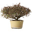 Trachelospermum asiaticum, 21 cm, ± 40 jaar oud, met een nebari van 6,5 cm