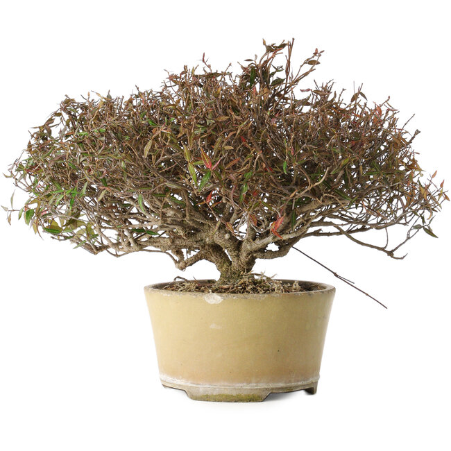 Trachelospermum asiaticum, 21 cm, ± 40 ans, avec un nebari de 6,5 cm