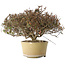 Trachelospermum asiaticum, 21 cm, ± 40 jaar oud, met een nebari van 6,5 cm