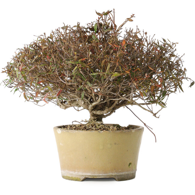 Trachelospermum asiaticum, 21 cm, ± 40 Jahre alt, mit einem Nebari von 6,5 cm