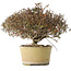 Trachelospermum asiaticum, 21 cm, ± 40 jaar oud, met een nebari van 6,5 cm