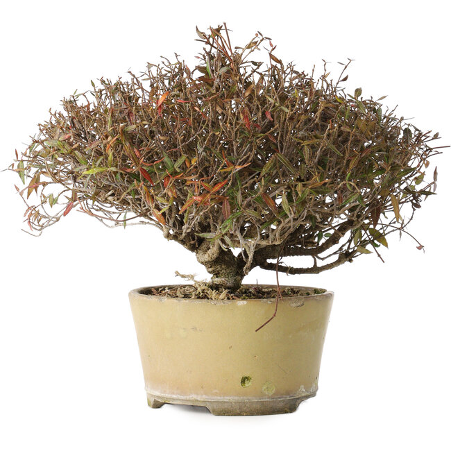 Trachelospermum asiaticum, 21 cm, ± 40 years old, with a nebari of 6,5 cm