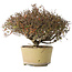 Trachelospermum asiaticum, 21 cm, ± 40 jaar oud, met een nebari van 6,5 cm