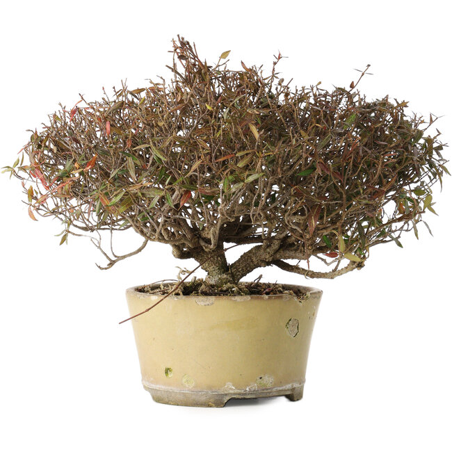 Trachelospermum asiaticum, 21 cm, ± 40 jaar oud, met een nebari van 6,5 cm