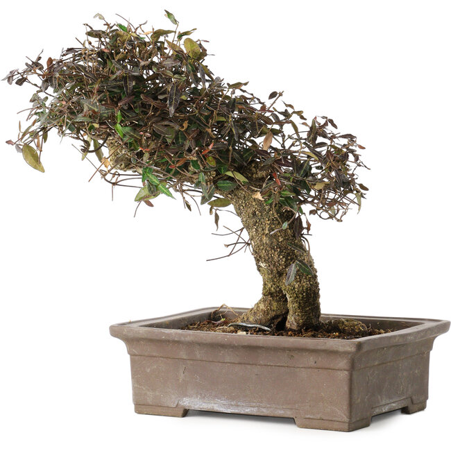 Trachelospermum asiaticum, 24 cm, ± 40 ans, avec un nebari de 10 cm