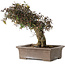Trachelospermum asiaticum, 24 cm, ± 40 jaar oud, met een nebari van 10 cm
