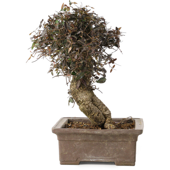 Trachelospermum asiaticum, 24 cm, ± 40 ans, avec un nebari de 10 cm