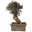 Trachelospermum asiaticum, 24 cm, ± 40 jaar oud, met een nebari van 10 cm