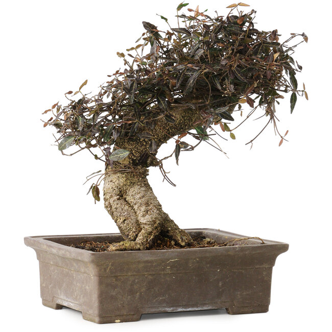 Trachelospermum asiaticum, 24 cm, ± 40 Jahre alt, mit einem Nebari von 10 cm