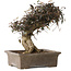 Trachelospermum asiaticum, 24 cm, ± 40 jaar oud, met een nebari van 10 cm