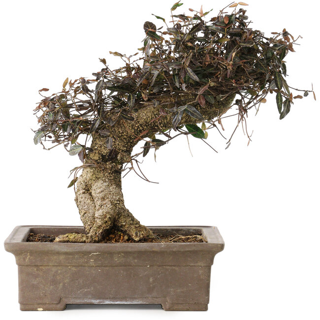 Trachelospermum asiaticum, 24 cm, ± 40 años, con un nebari de 10 cm