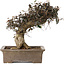 Trachelospermum asiaticum, 24 cm, ± 40 ans, avec un nebari de 10 cm