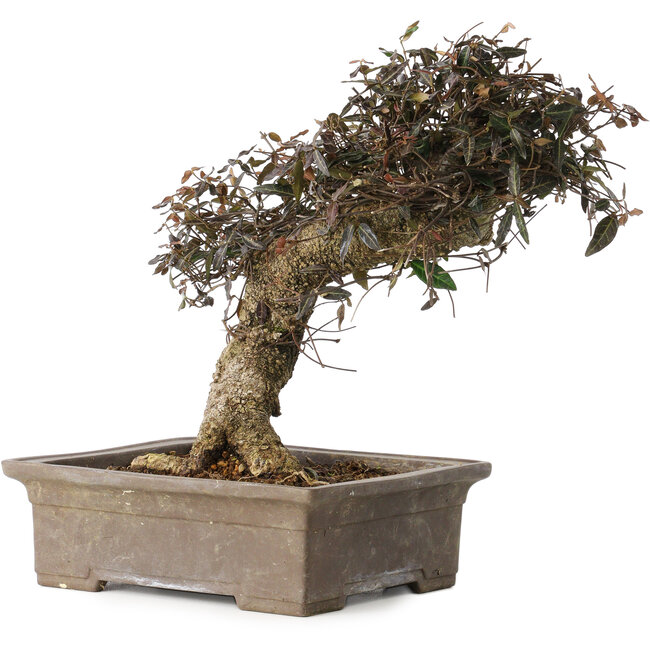 Trachelospermum asiaticum, 24 cm, ± 40 años, con un nebari de 10 cm