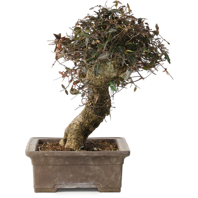 Trachelospermum asiaticum, 24 cm, ± 40 Jahre alt, mit einem Nebari von 10 cm