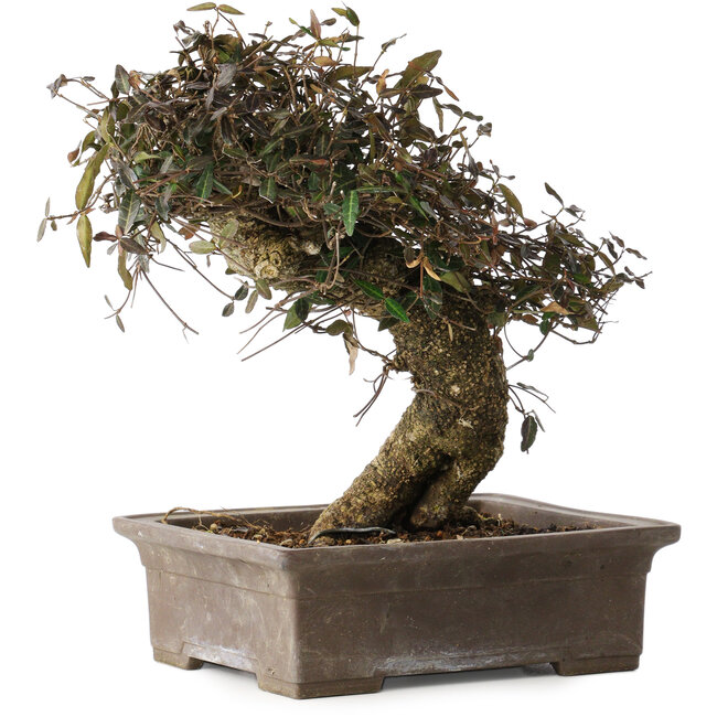 Trachelospermum asiaticum, 24 cm, ± 40 Jahre alt, mit einem Nebari von 10 cm